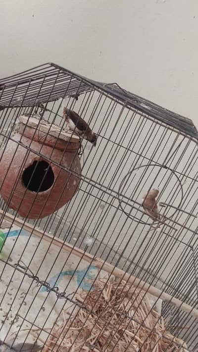 Bengali Finch