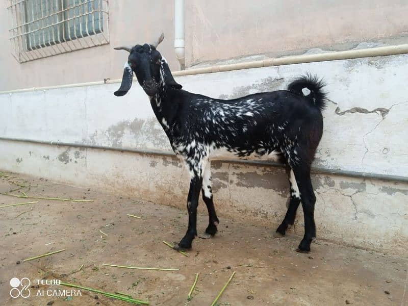 gulabi breeder with gaban bakriyan mix 1