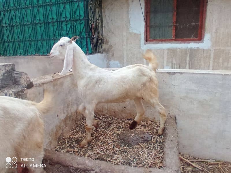 gulabi breeder with gaban bakriyan mix 6