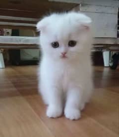 Persian Cat For Sale