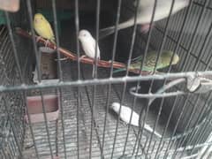 budgie,love