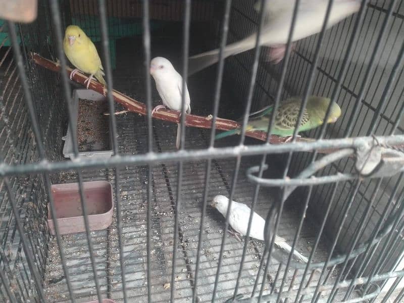 budgie,tetar 0