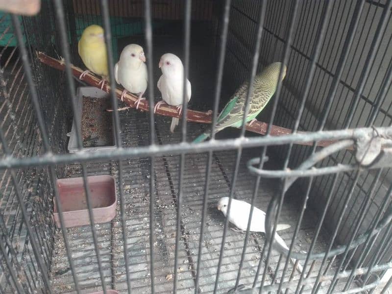 budgie,tetar 1