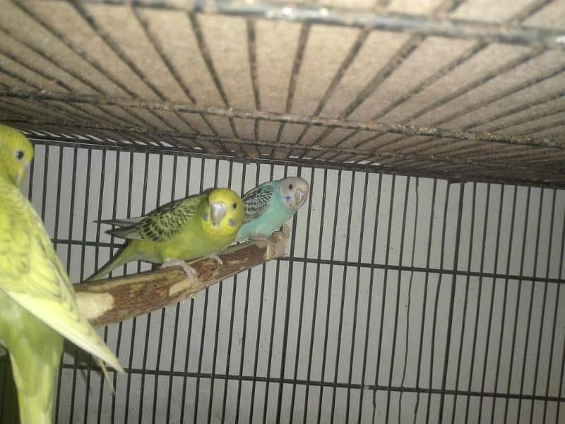 budgie,tetar 3