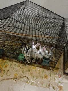 2 pairs of rabbits. for sale.