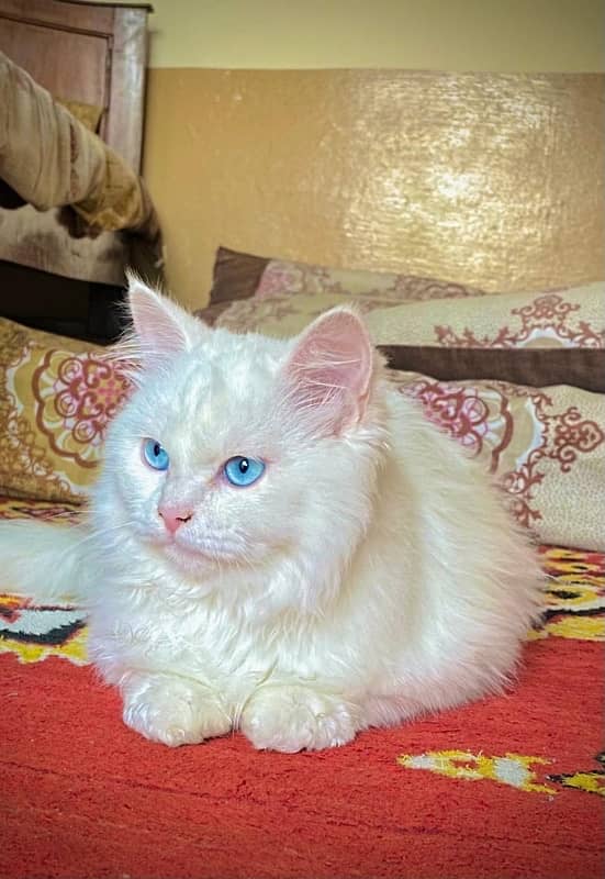 persian 3 coated cats 0