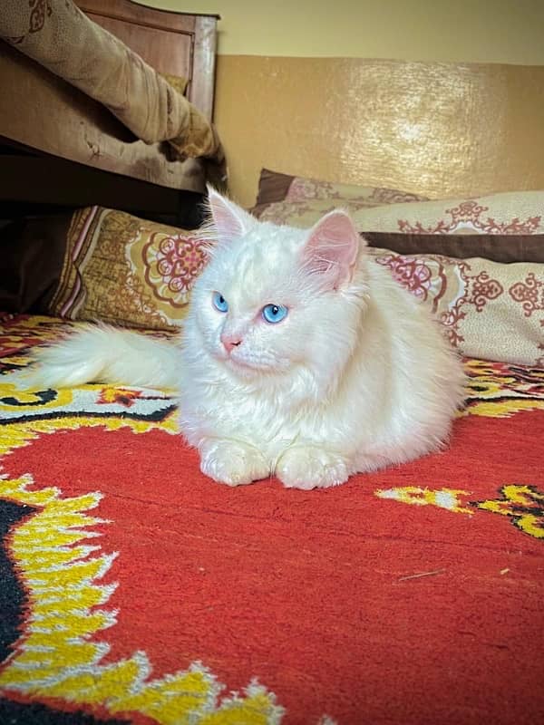 persian 3 coated cats 1