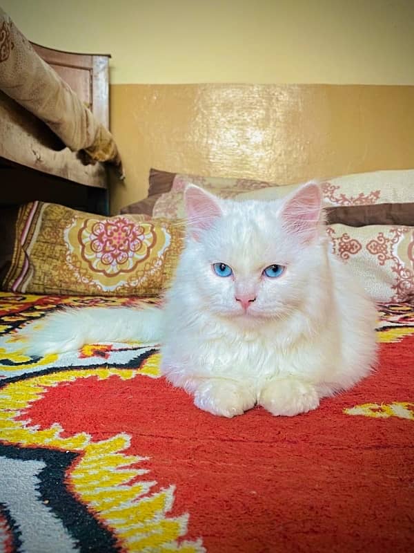 persian 3 coated cats 2