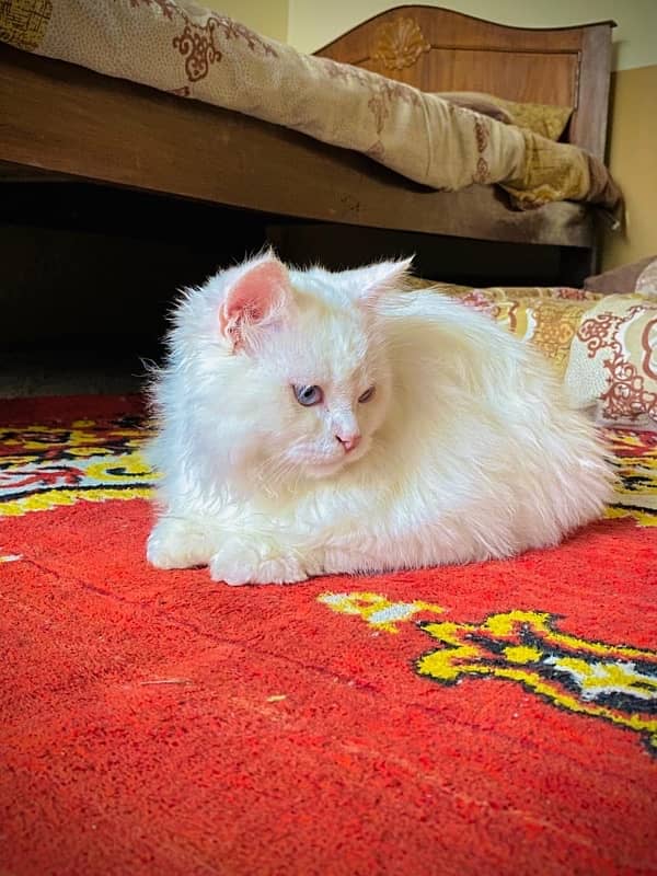 persian 3 coated cats 3