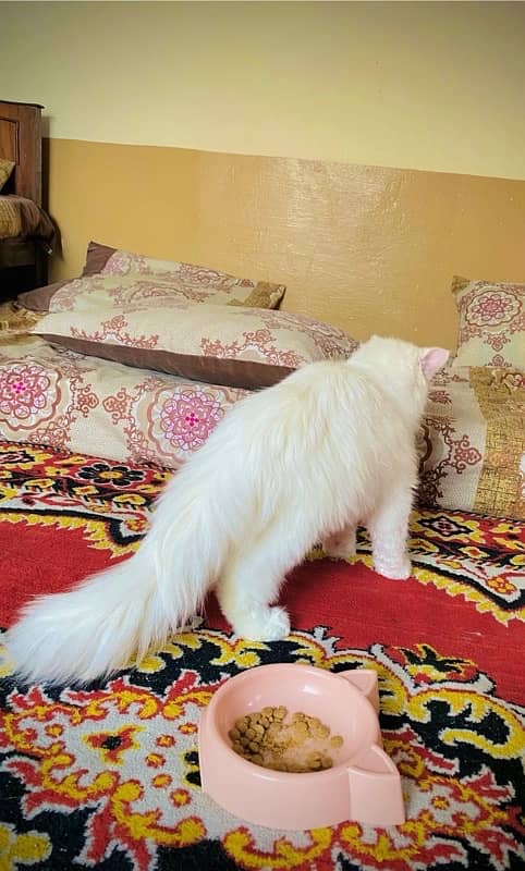 persian 3 coated cats 4