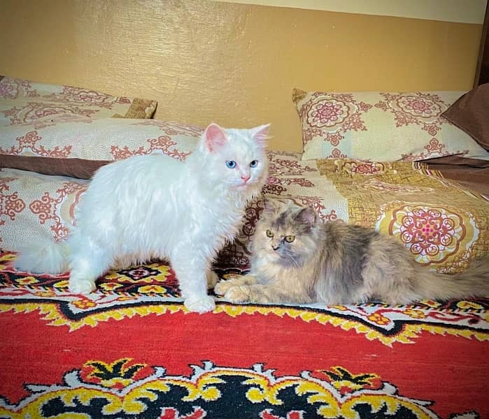 persian 3 coated cats 5