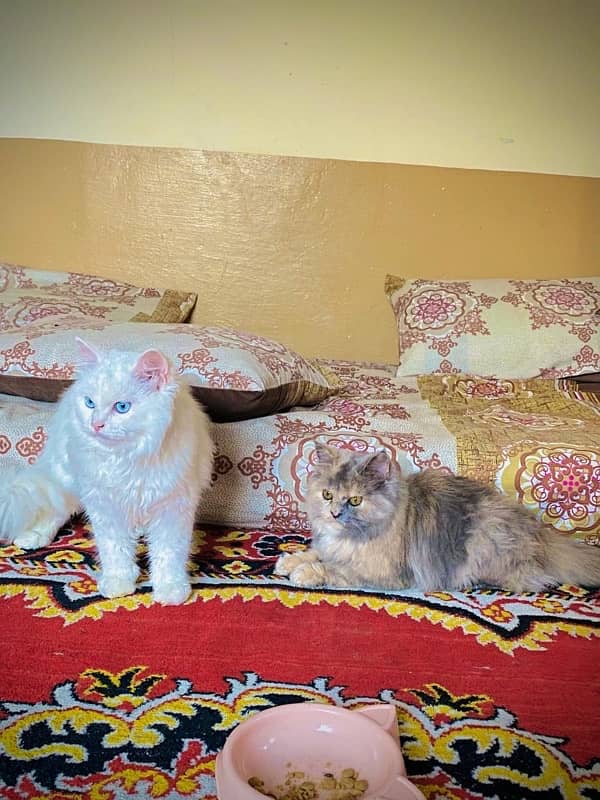 persian 3 coated cats 6