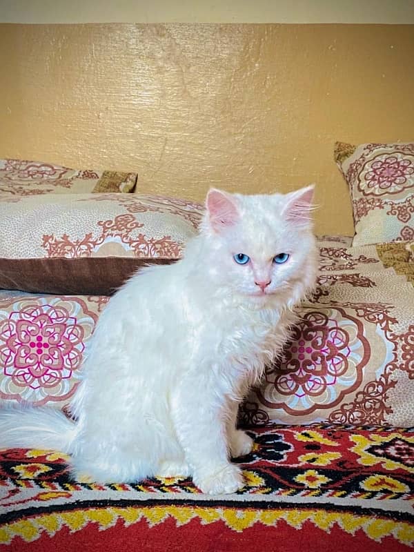 persian 3 coated cats 7