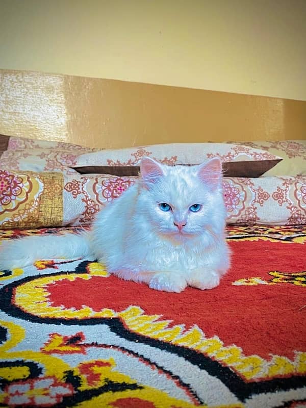 persian 3 coated cats 8