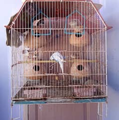 Aise 4 Cages Available Hai Only 1 Cage Price 1500.