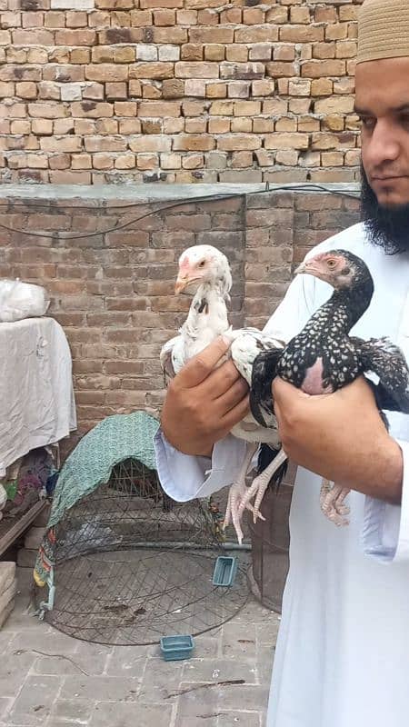 3months pure mianwali pair. 2