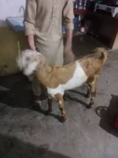 Irani nasal disi Bakra achi health