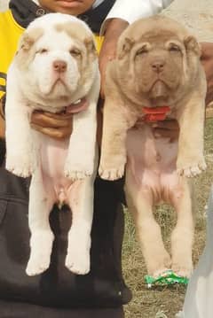 alabai security dog 2 month pair for sale heavy bone