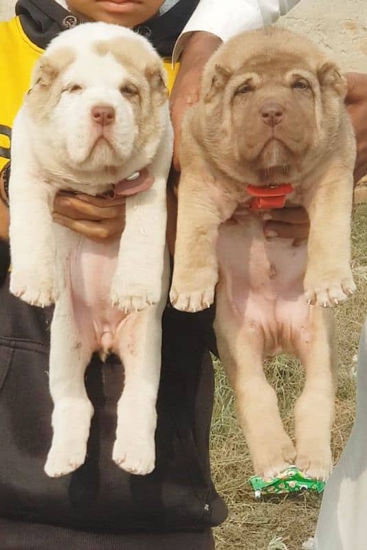 alabai security dog 2 month pair for sale heavy bone 1