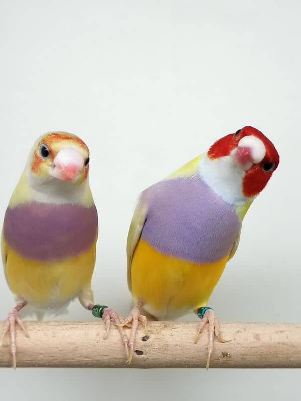 BEAUTIFUL LADY GOULDIAN GOLDIAN FINCH PAIR 0