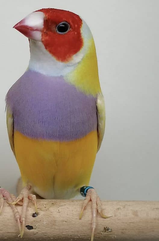 BEAUTIFUL LADY GOULDIAN GOLDIAN FINCH PAIR 1