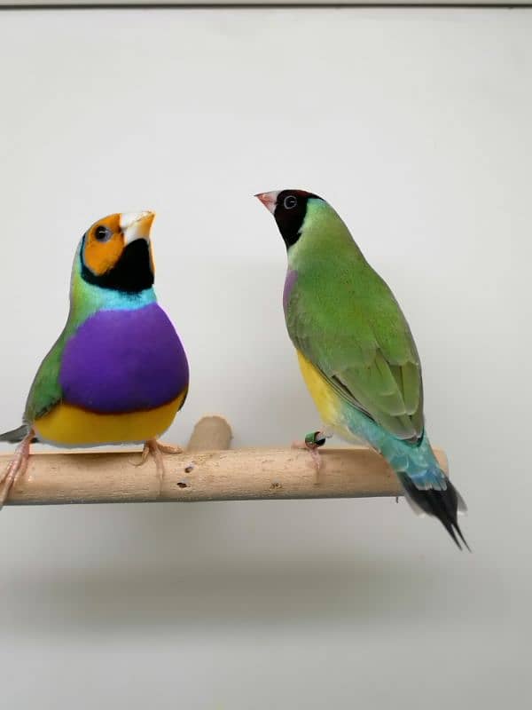 BEAUTIFUL LADY GOULDIAN GOLDIAN FINCH PAIR 2