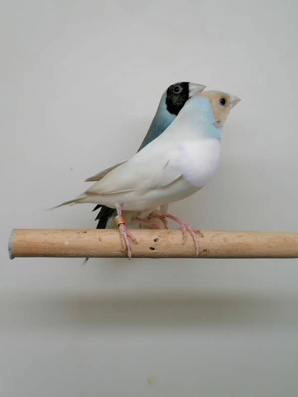 BEAUTIFUL LADY GOULDIAN GOLDIAN FINCH PAIR 3