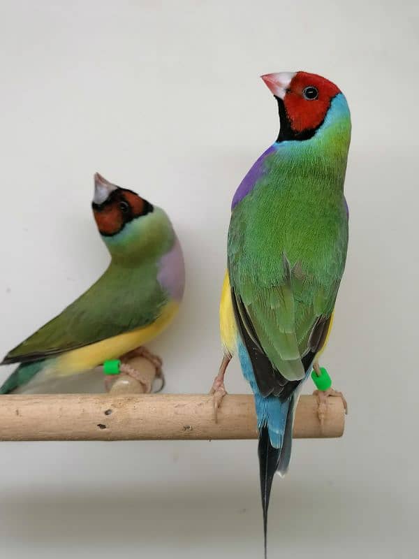 BEAUTIFUL LADY GOULDIAN GOLDIAN FINCH PAIR 4