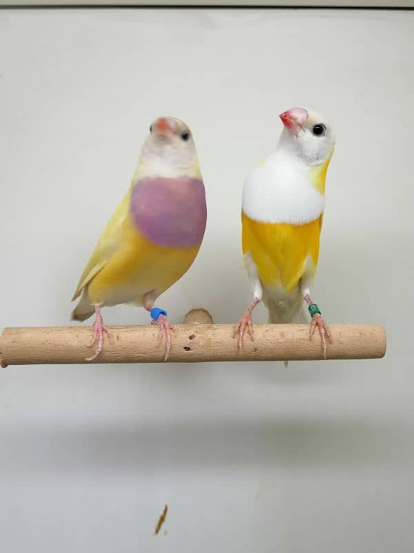 BEAUTIFUL LADY GOULDIAN GOLDIAN FINCH PAIR 6