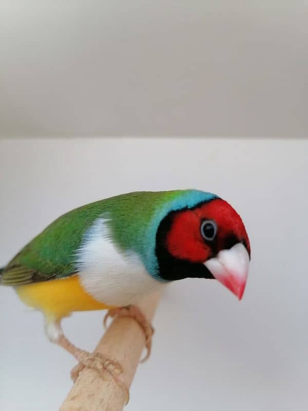 BEAUTIFUL LADY GOULDIAN GOLDIAN FINCH PAIR 9