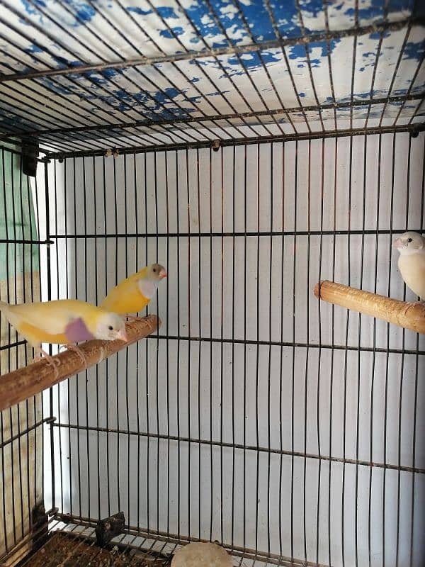 BEAUTIFUL LADY GOULDIAN GOLDIAN FINCH PAIR 10