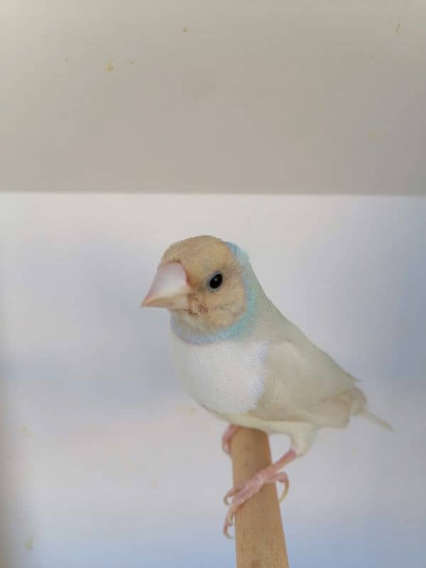 BEAUTIFUL LADY GOULDIAN GOLDIAN FINCH PAIR 12