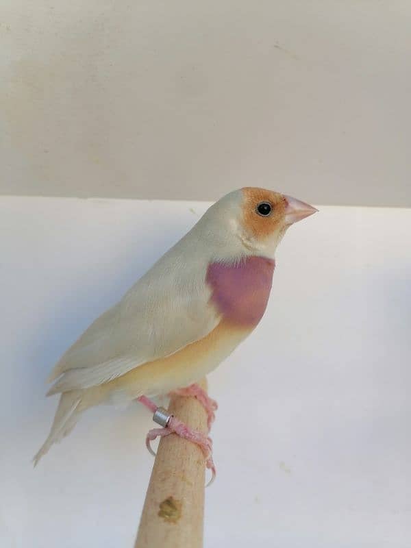 BEAUTIFUL LADY GOULDIAN GOLDIAN FINCH PAIR 13