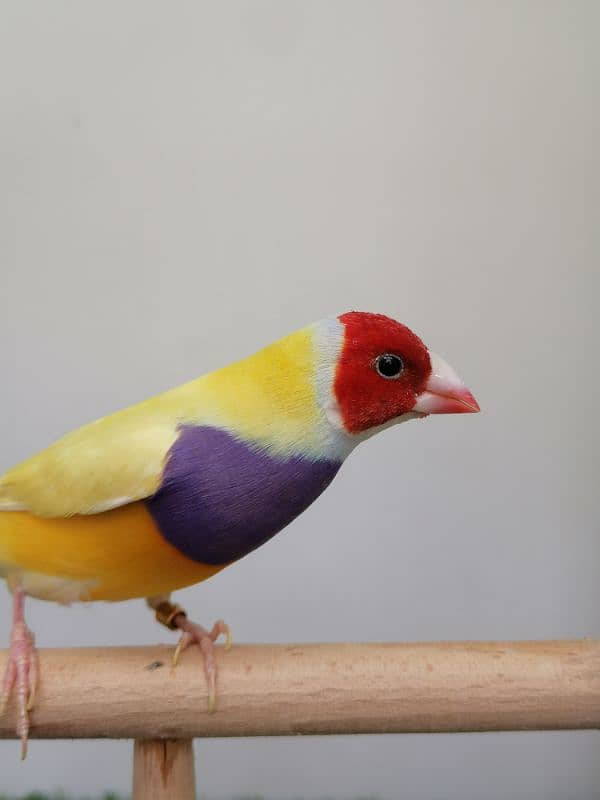 BEAUTIFUL LADY GOULDIAN GOLDIAN FINCH PAIR 16