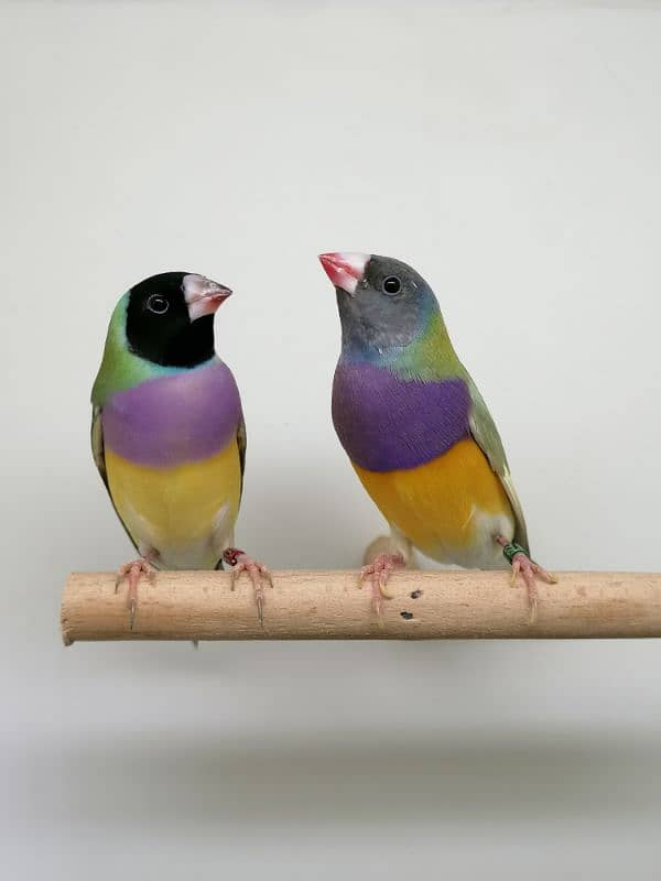 BEAUTIFUL LADY GOULDIAN GOLDIAN FINCH PAIR 17