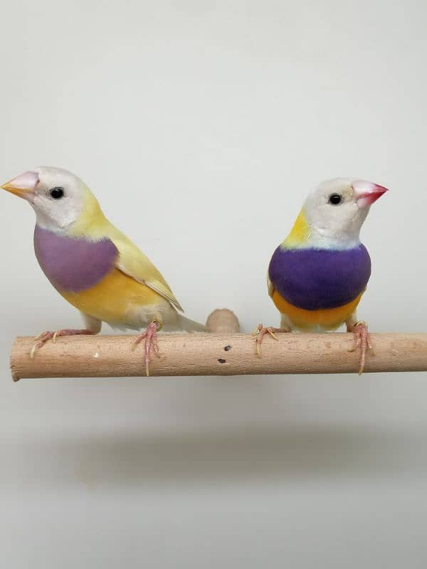 BEAUTIFUL LADY GOULDIAN GOLDIAN FINCH PAIR 19