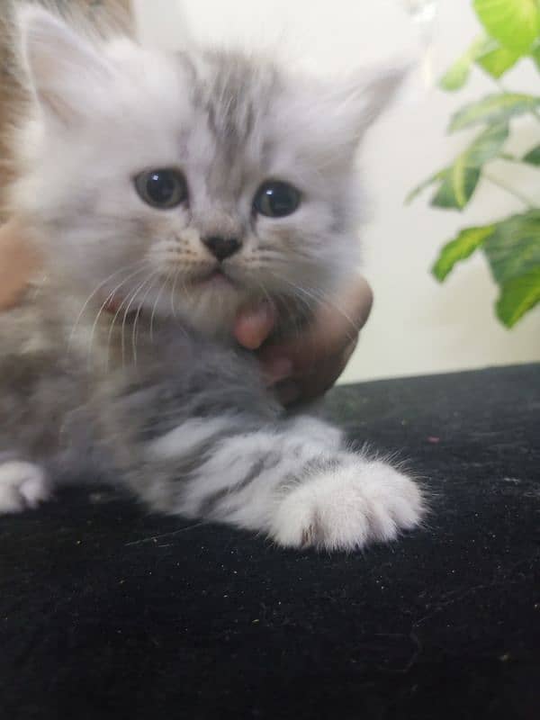 Persian Kittens /double coat / Persian Cat/ cute /doll face / kittens 0