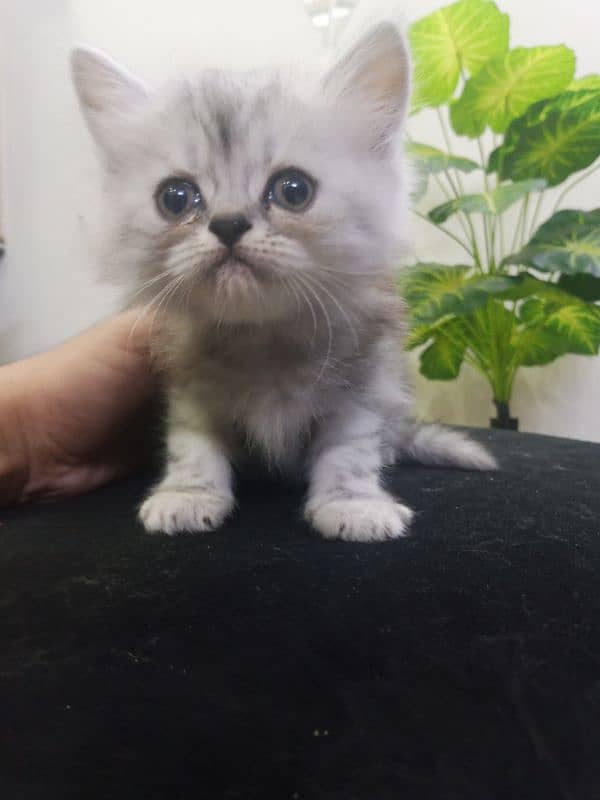 Persian Kittens /double coat / Persian Cat/ cute /doll face / kittens 3