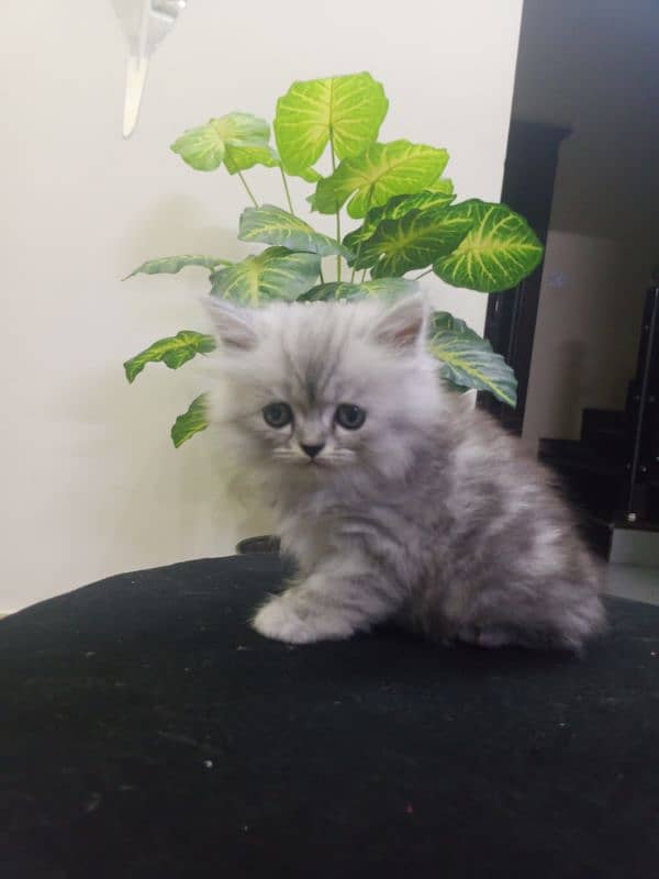 Persian Kittens /double coat / Persian Cat/ cute /doll face / kittens 4