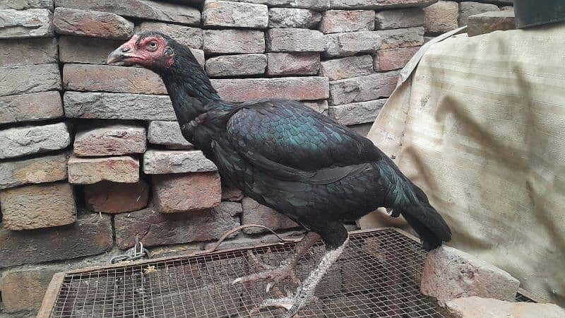 High quality pakistani aseel female for breeding 0