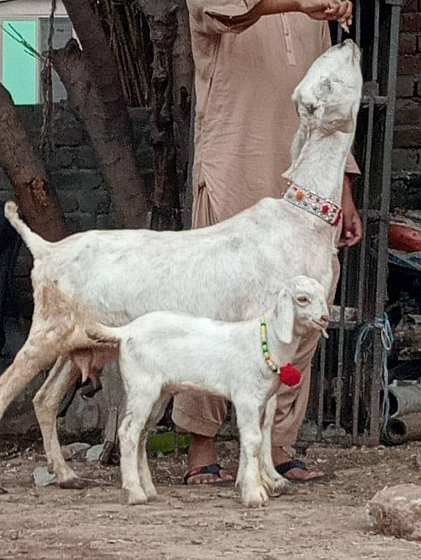 Desi bakri bacha Male ka sath sale 0