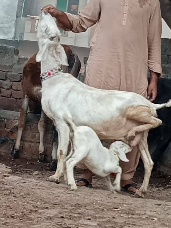 Desi bakri bacha Male ka sath sale 1