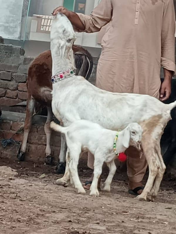 Desi bakri bacha Male ka sath sale 2