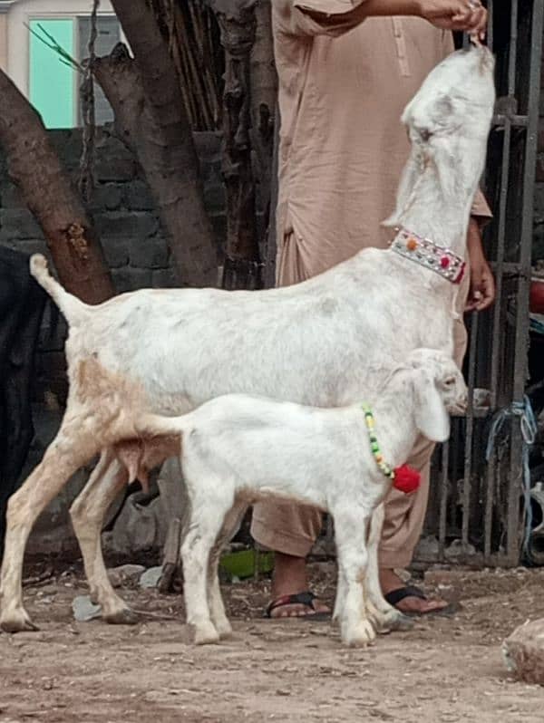 Desi bakri bacha Male ka sath sale 3