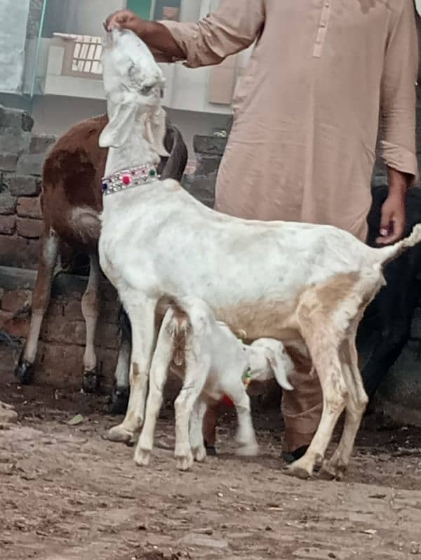 Desi bakri bacha Male ka sath sale 4