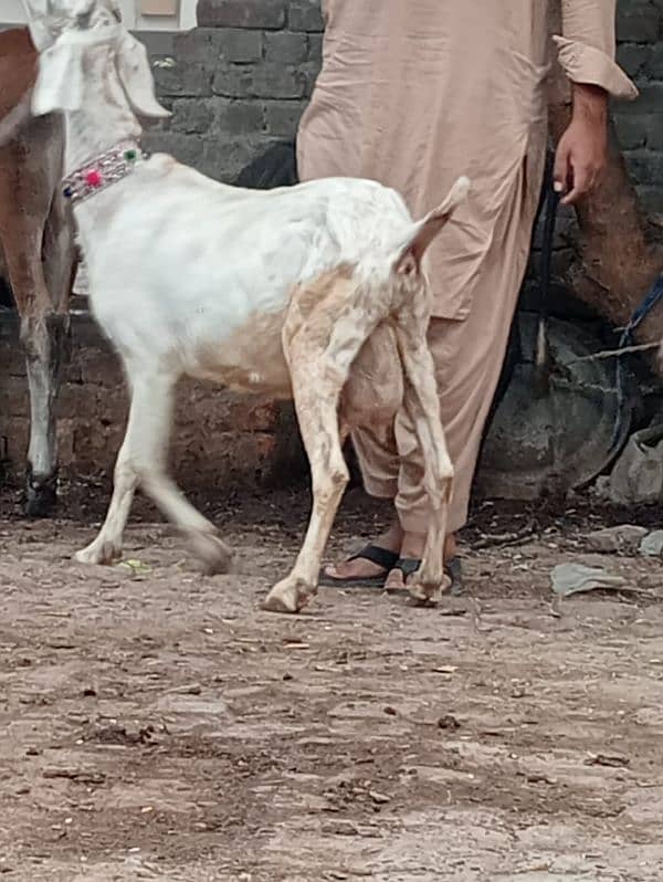 Desi bakri bacha Male ka sath sale 5