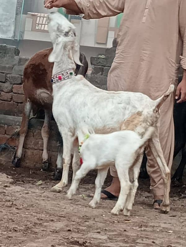 Desi bakri bacha Male ka sath sale 6