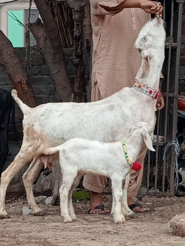 Desi bakri bacha Male ka sath sale 7