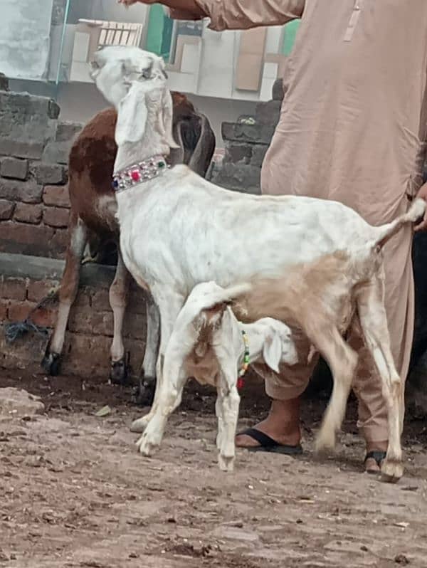 Desi bakri bacha Male ka sath sale 8