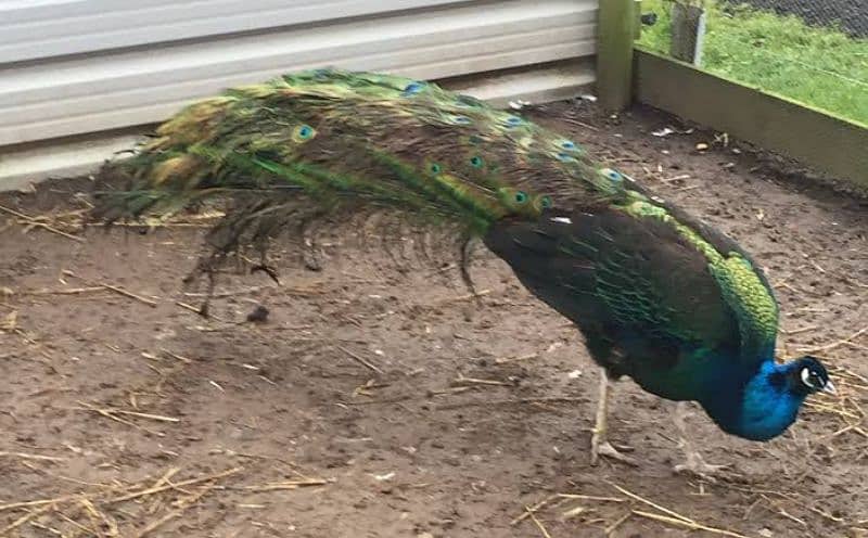 Peacocks Chiks Moor k pathe 7